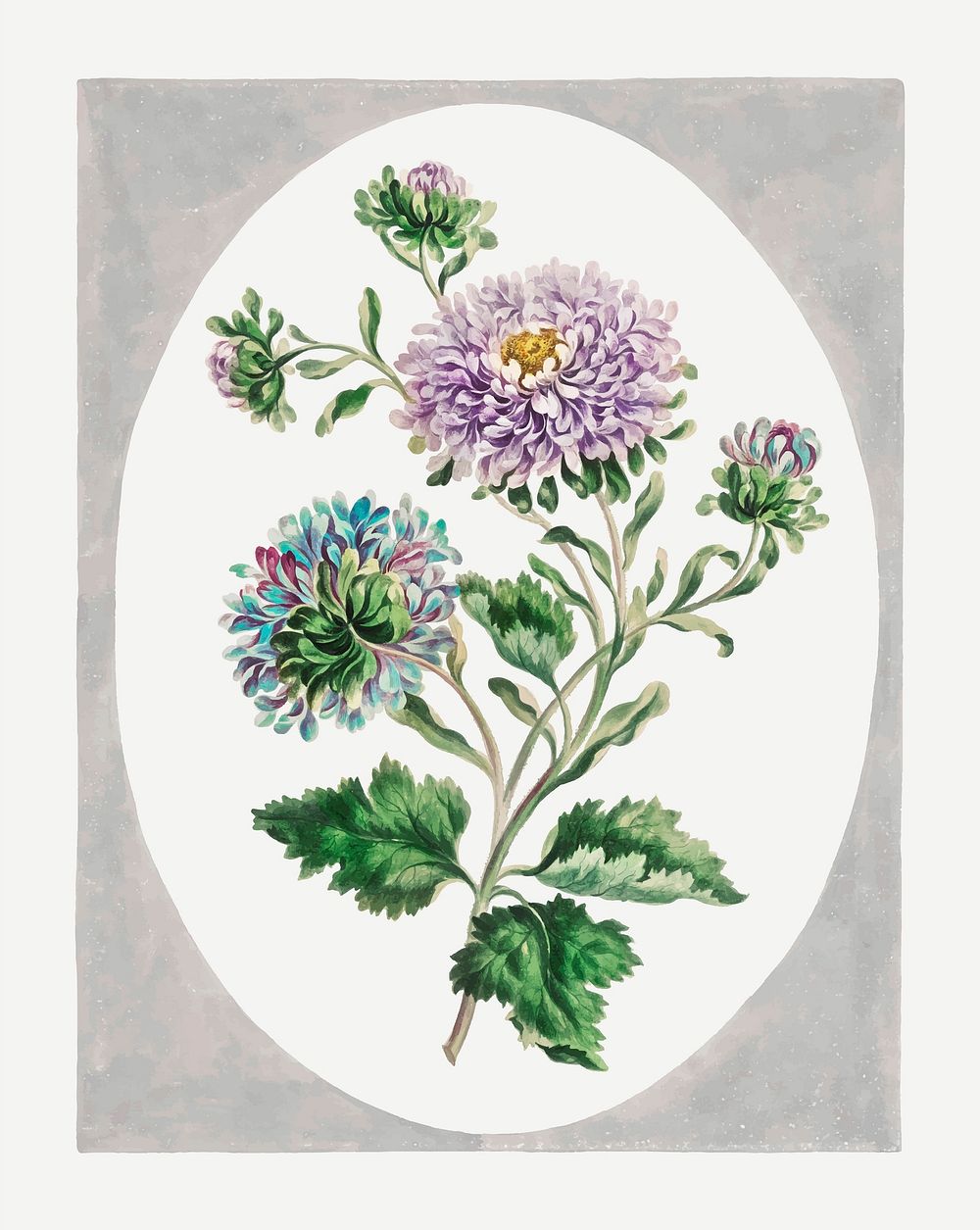 China Aster vector vintage floral art print, remixed from artworks by John Edwards