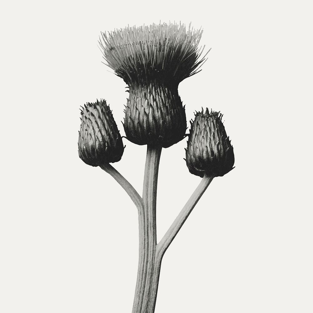 Cirsium Canum (Queen Anne Thistle) enlarged 4 times vector