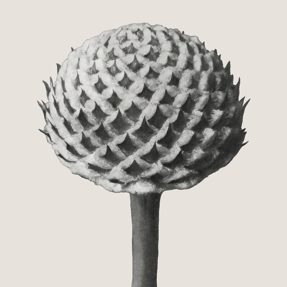 Cephalaria (Small Teasel) enlarged 10 times vector