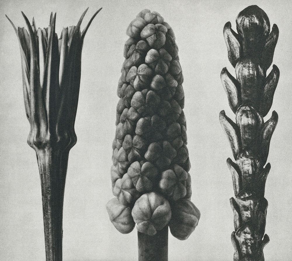 Tragopogon porrifolius (Salsify) enlarged 4 times