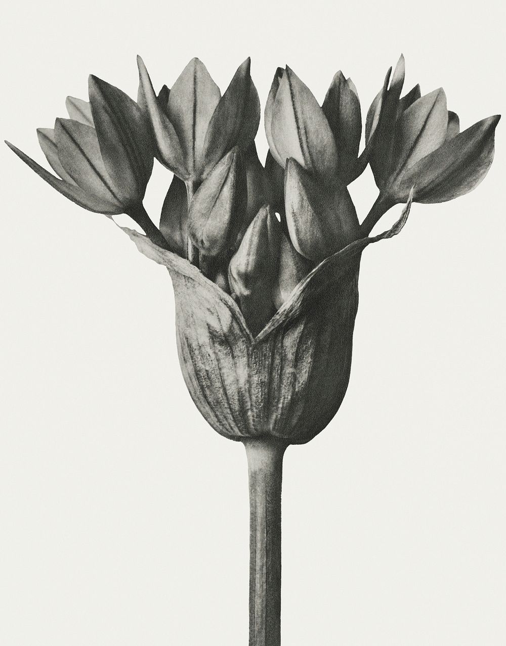 Black and white Allium Ostroroskianum (ornamental onion) enlarged 6 times