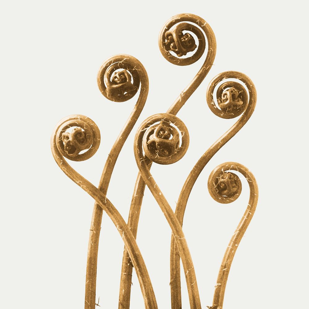 Gold Adiantum pedatum (American Maiden-hair Fern) young fronds enlarged 8 times vector