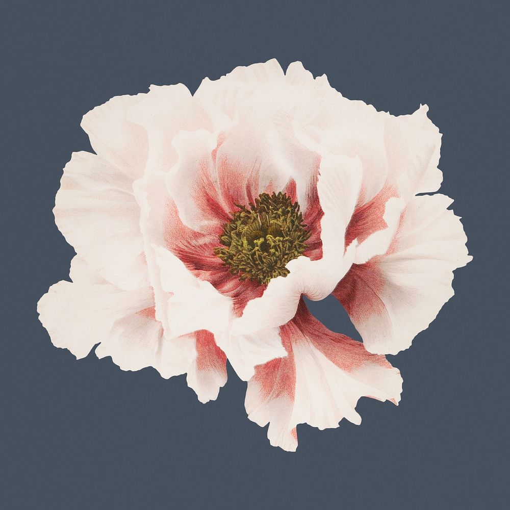 Pink flower element, vintage botanical illustration, remix from the artwork of Ogawa Kazumasa