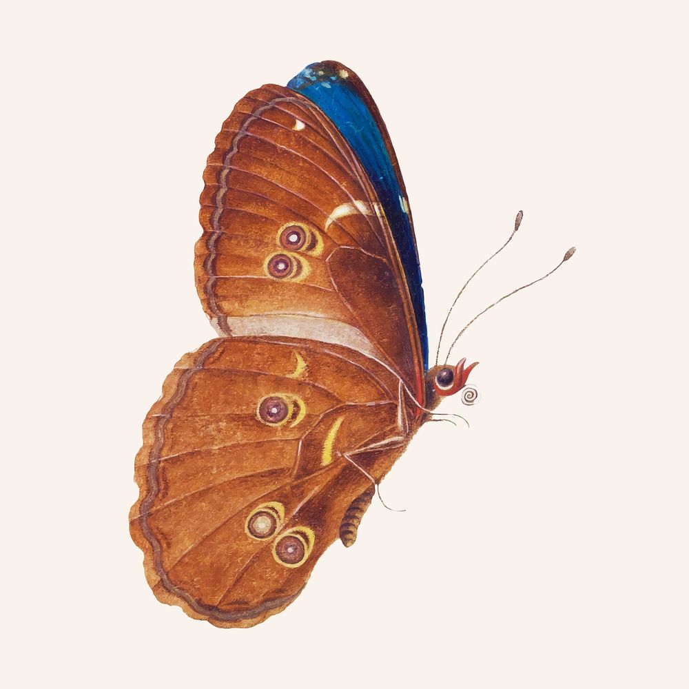 The details of a brown butterfly vintage illustration vector