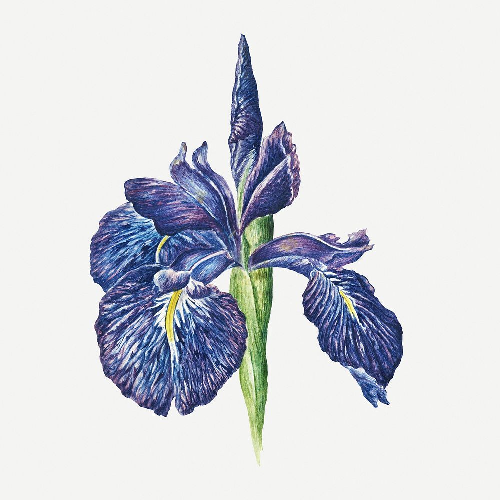 Blooming iris flower illustration