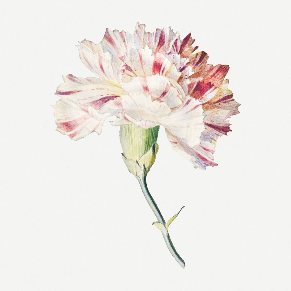 Vintage blooming carnation illustration