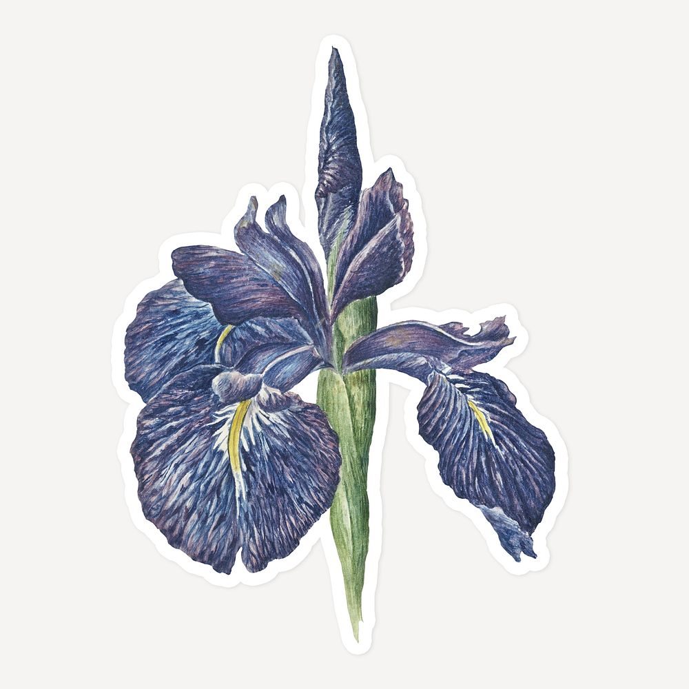 Iris flower sticker with white border design element