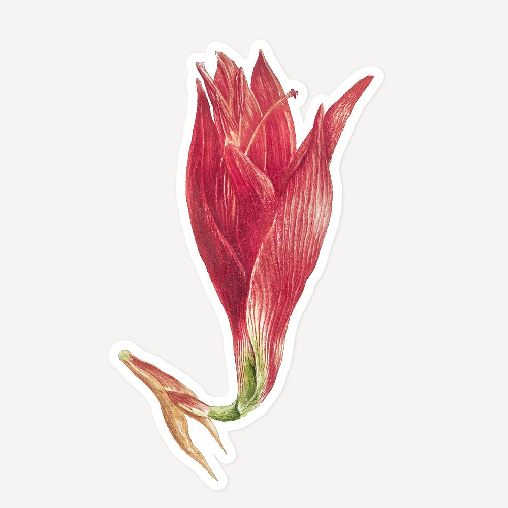 Amaryllis flowersticker with white border design element