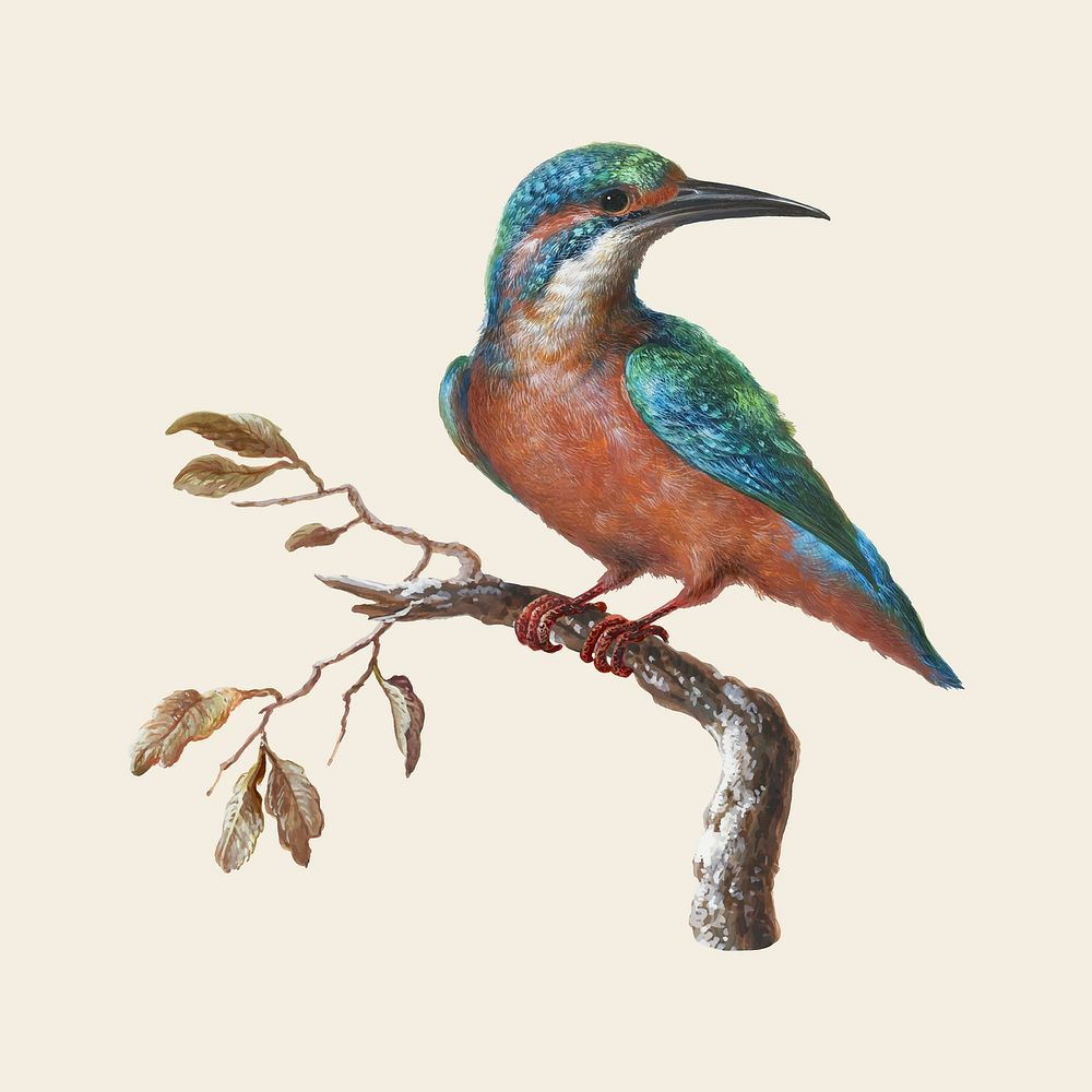 IJsvogel (Common Kingfisher) illustration vector