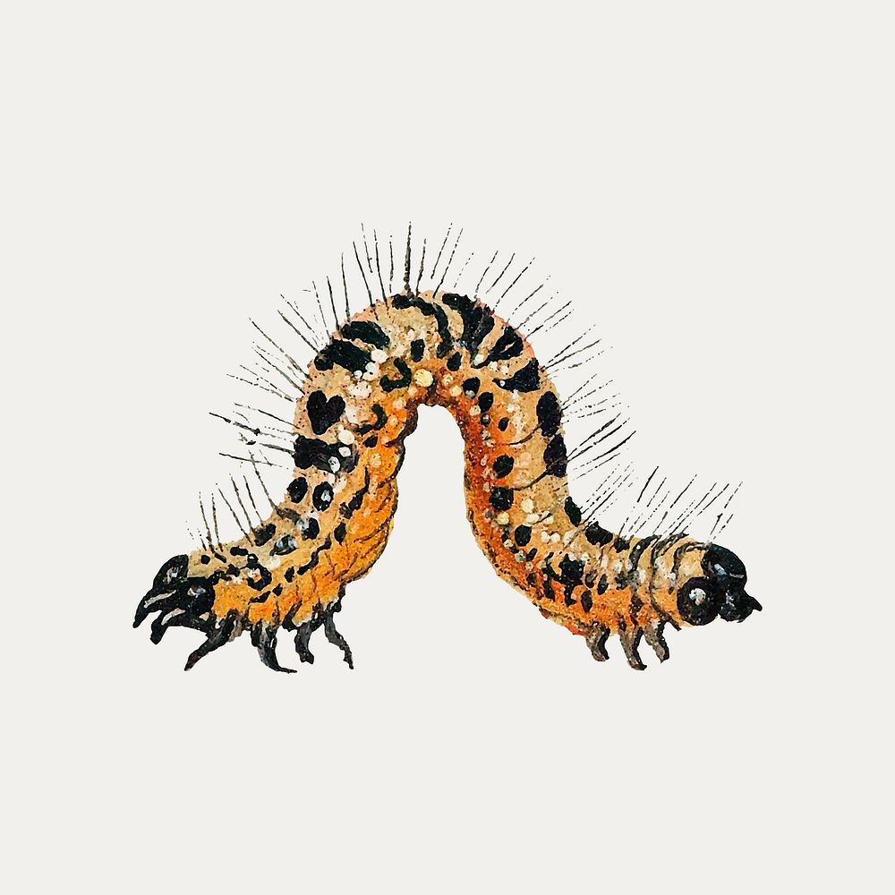 Vintage caterpillar illustration vector