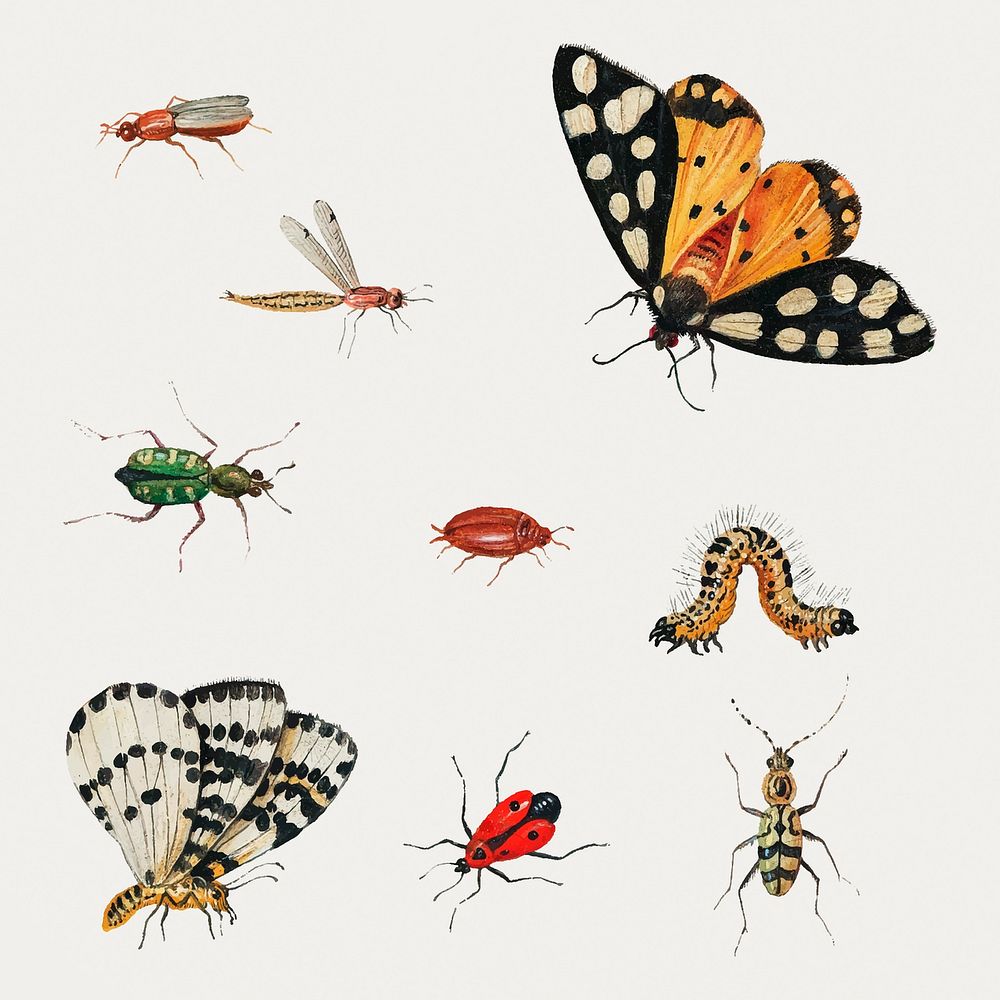 Vintage butterfly and insect illustration set vector