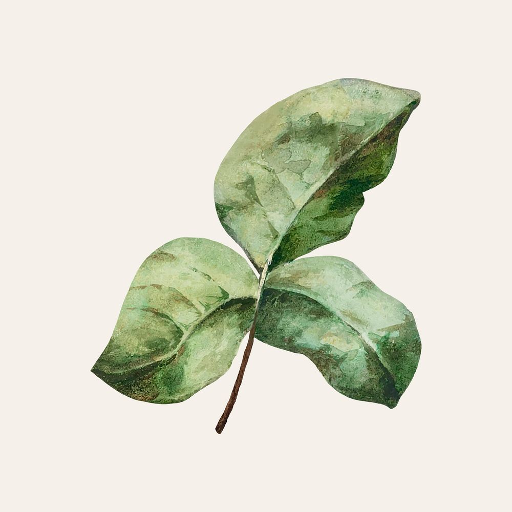 Vintage green leaves illustration vector