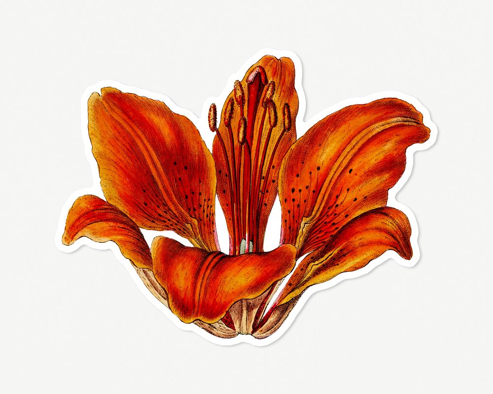 Lily flower illustrated psd hand drawn