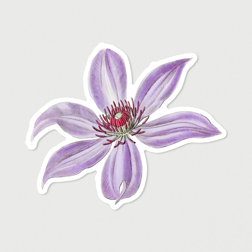 Blooming clematis psd cut out sticker