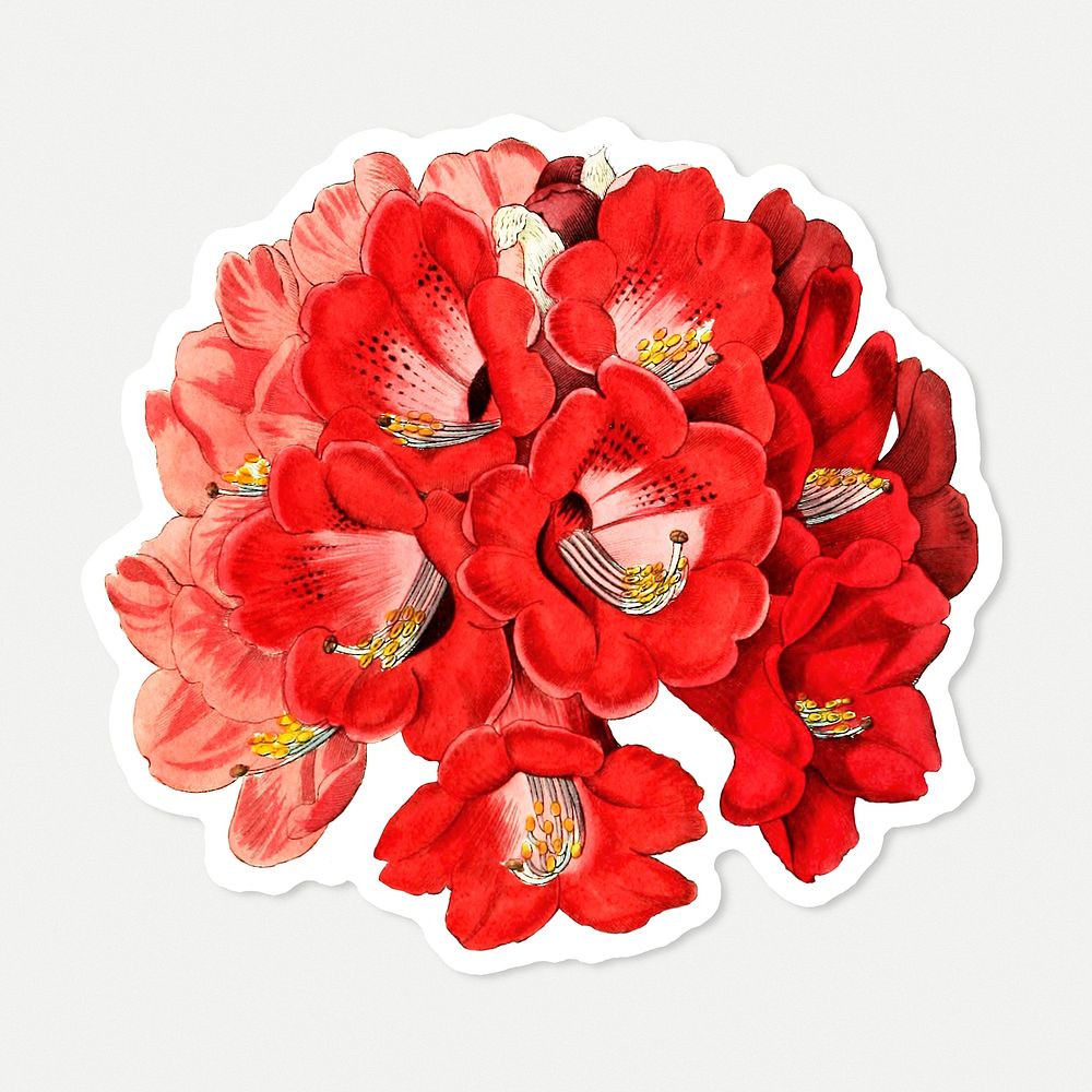 Rhododendron flower psd cut out