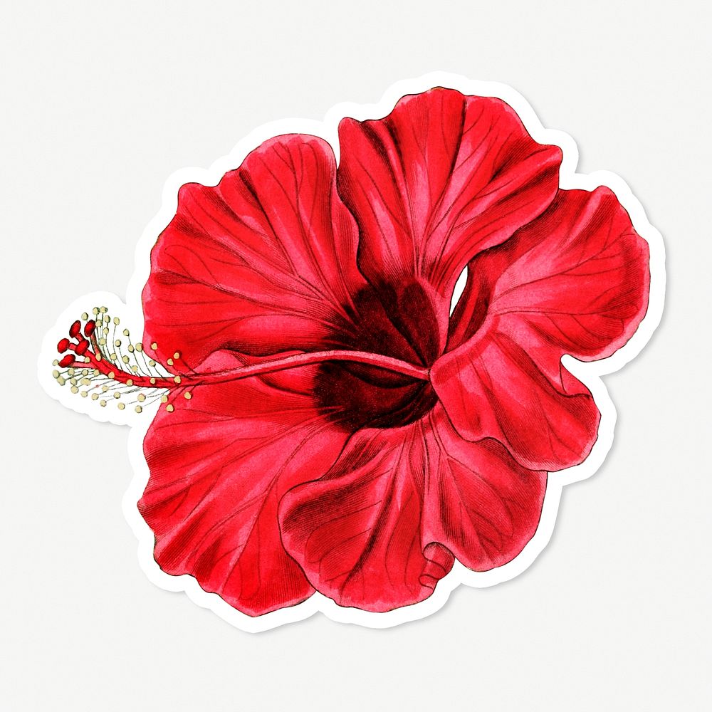 Blooming red hibiscus flower psd illustrated