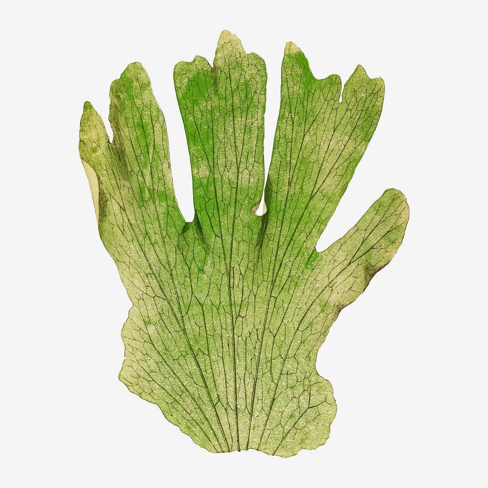 Platycerium Grande (Giant Staghorn Fern) fern leaf vector