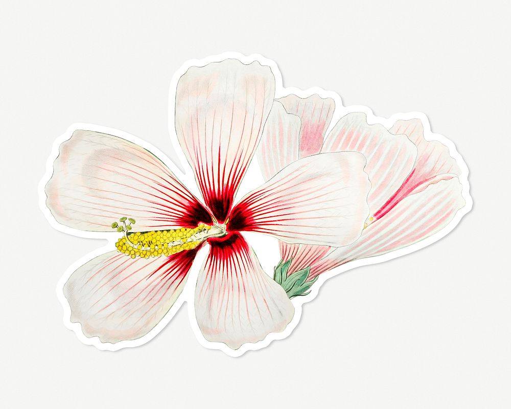 Flower psd hibiscus blooming cut out