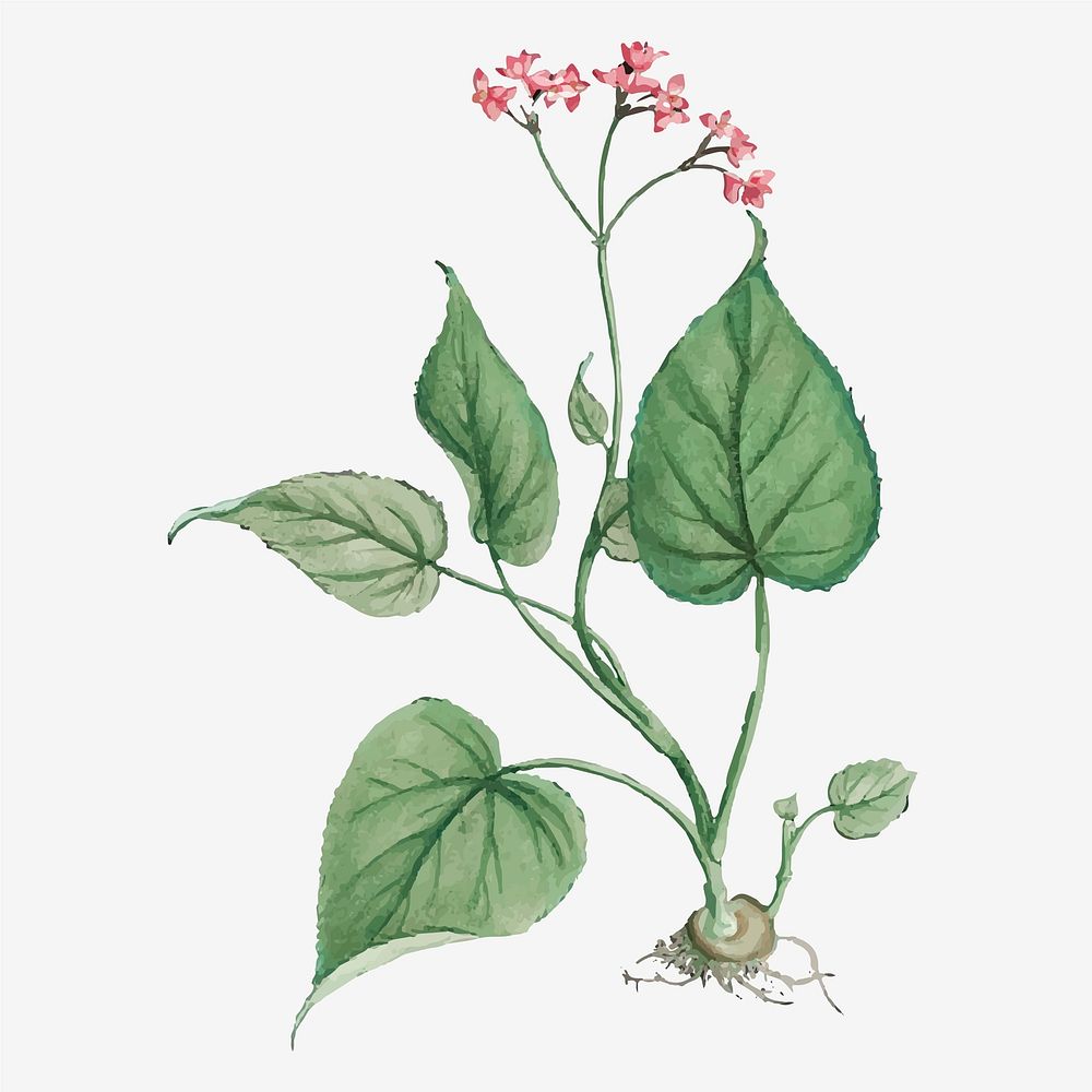 Begonia Erminea vector