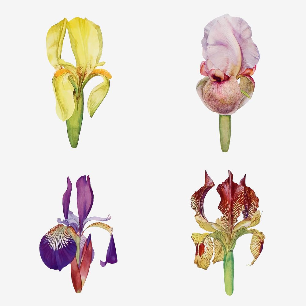 Vintage Iris flower illustration collection vector