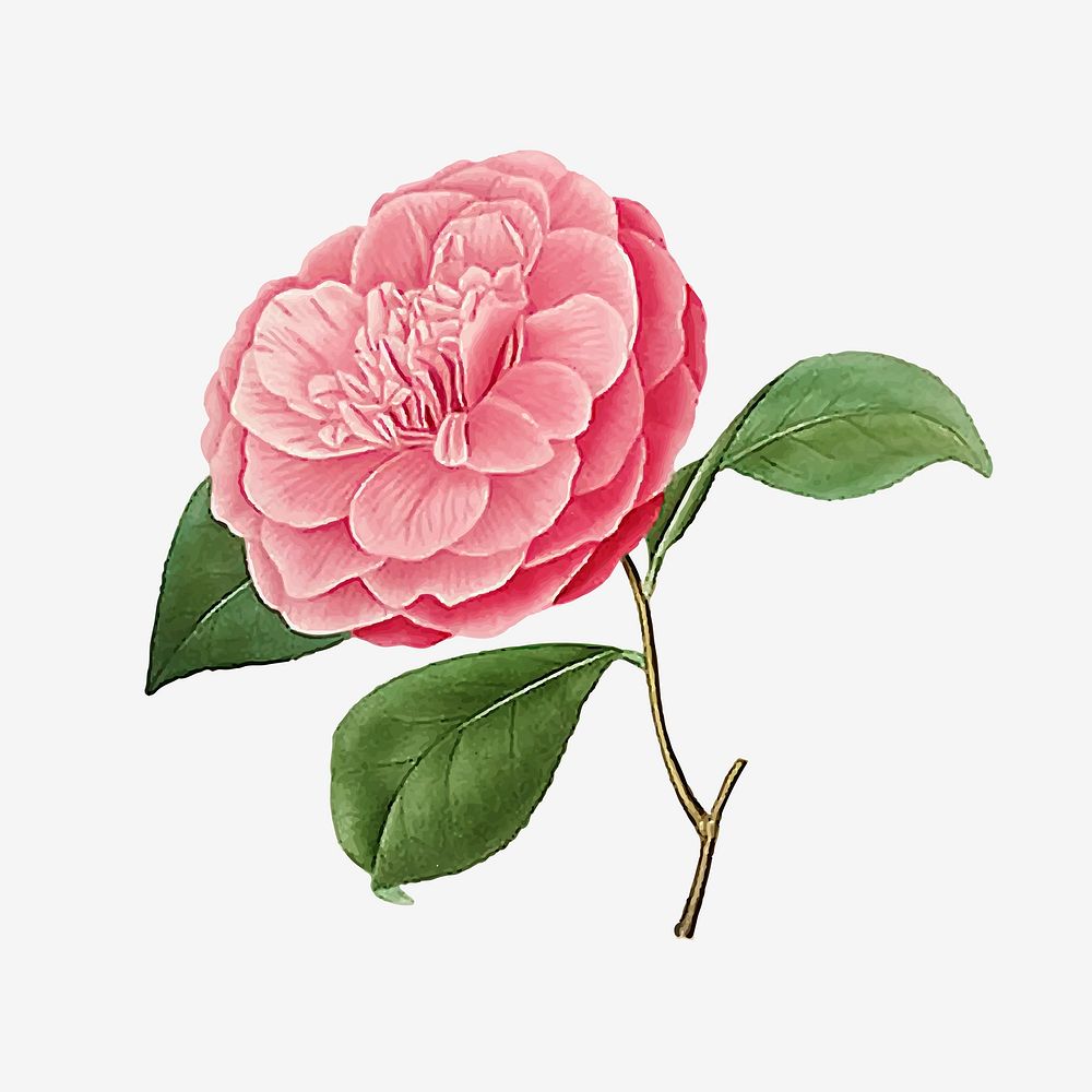 Pink Camellia rose flower vector | Premium Vector Illustration - rawpixel