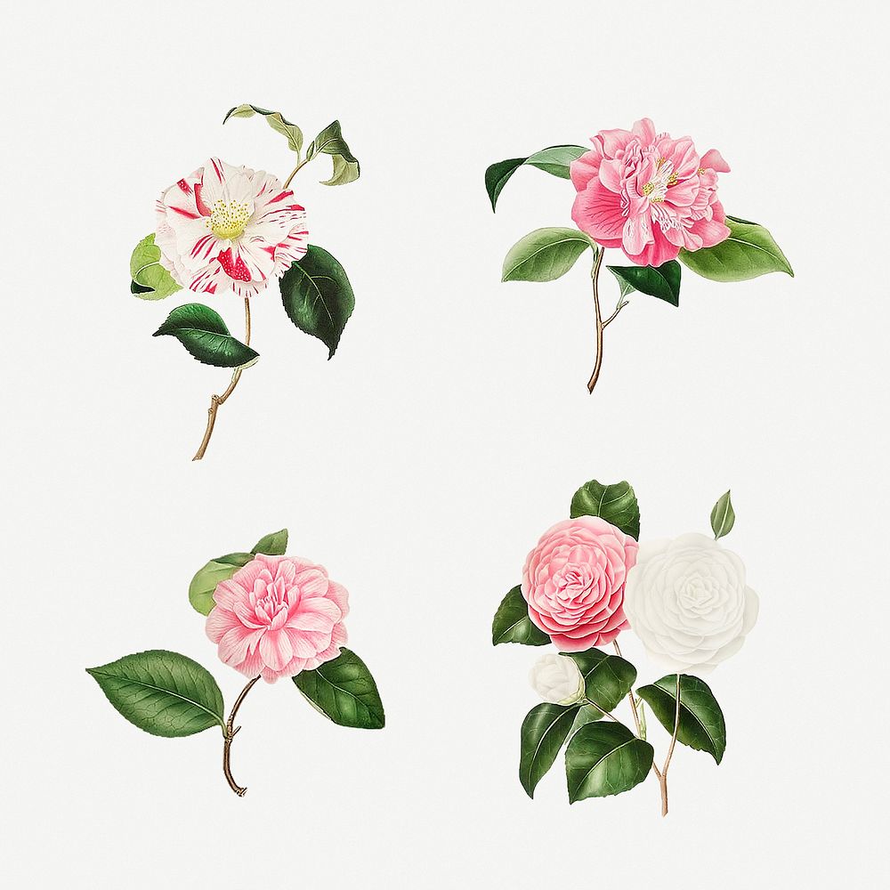 Vintage set of Camellia flowers Illustration