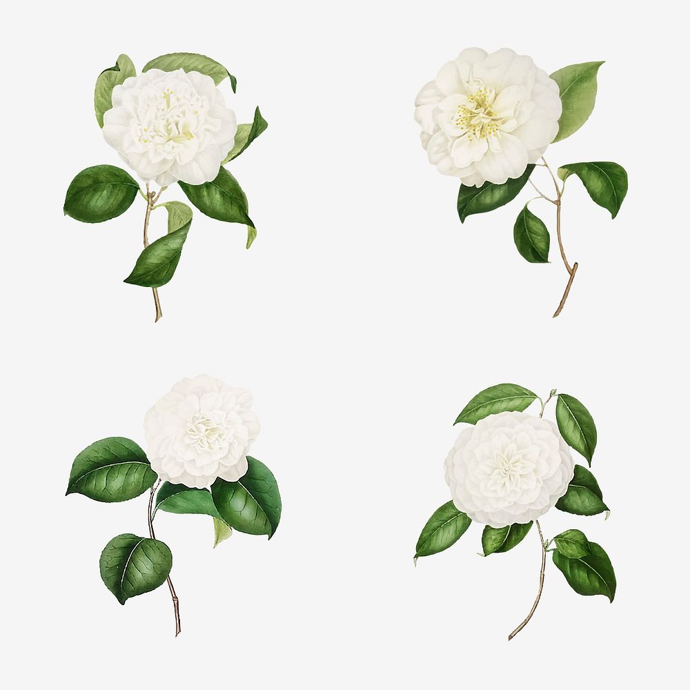 Vintage set of white Camellia flowers vector