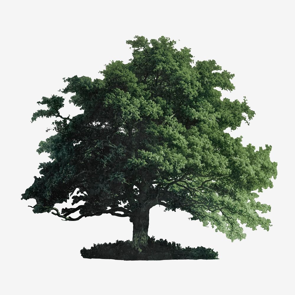Vintage oak tree illustration vector