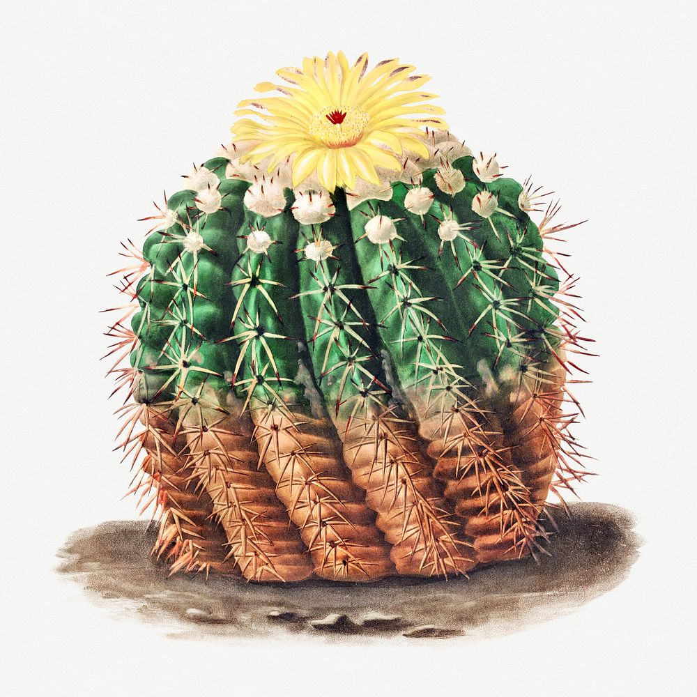 Vintage golden barrel cactus design element