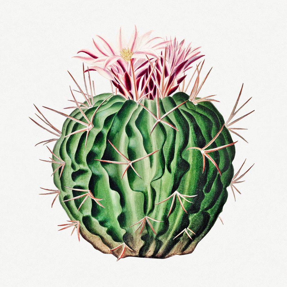 Vintage Echinocactus pentacanthus cactus design element