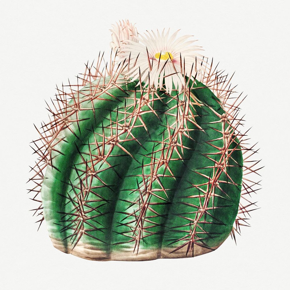 Vintage turk's head cactus design element