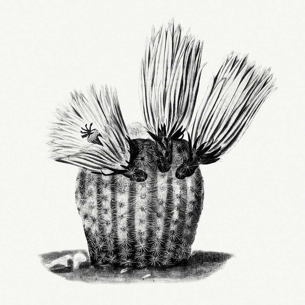 Vintage black and white rainbow cactus design element