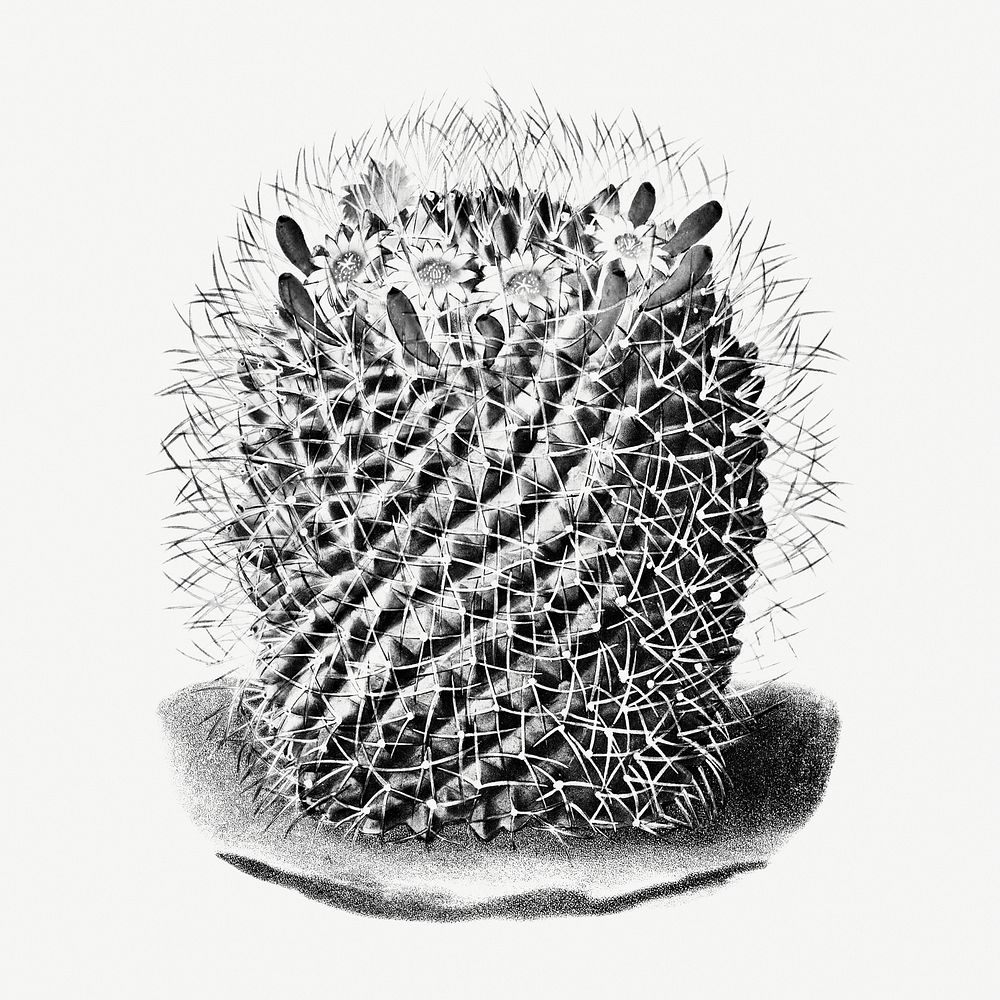 Vintage black and white pincushion cactus design element