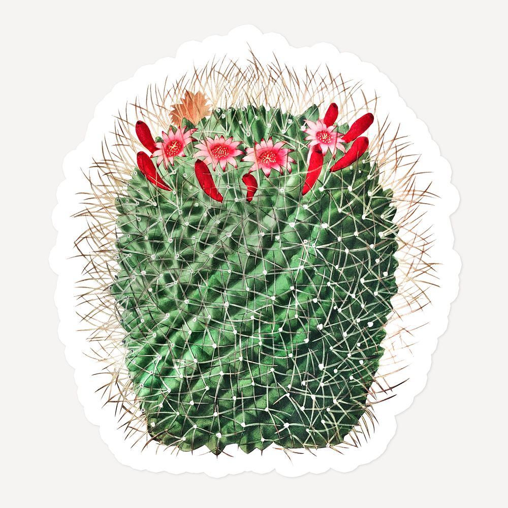Vintage pincushion cactus flower sticker with white border