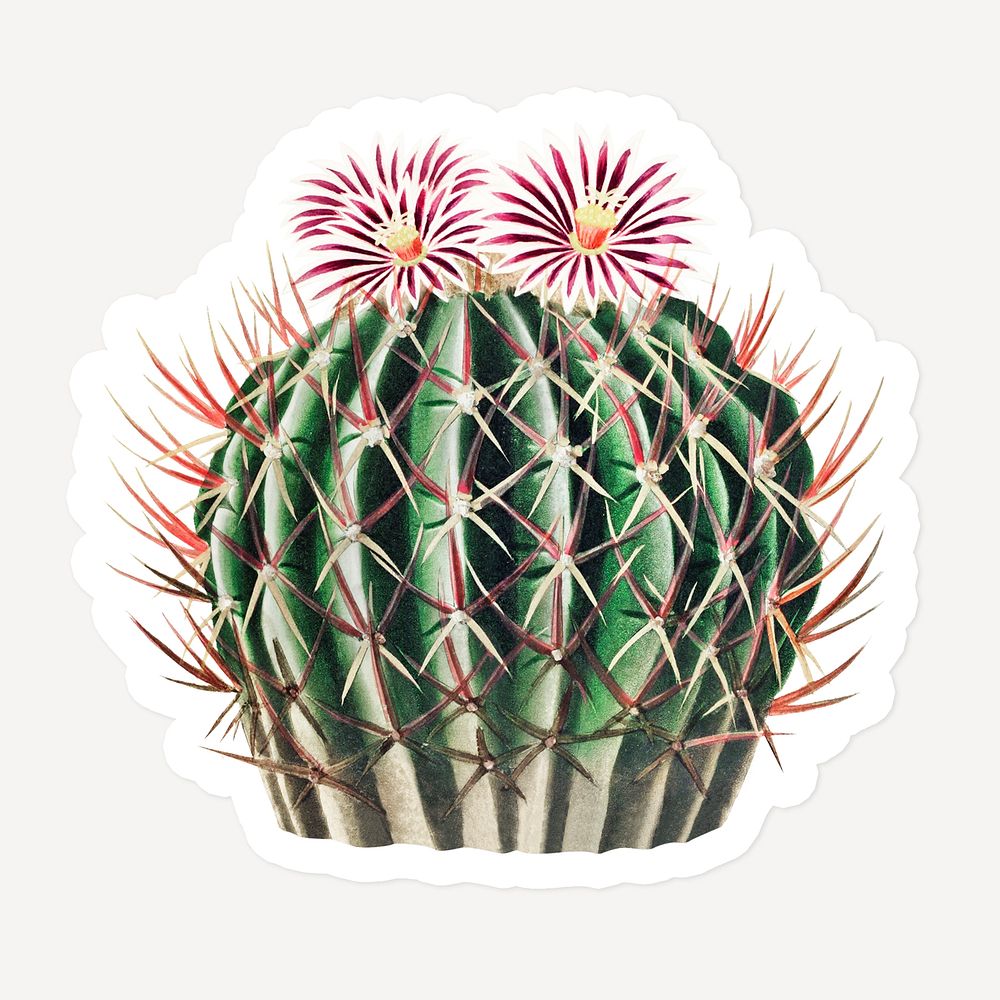 Vintage Echinocactus coptonogonus cactus sticker with white border