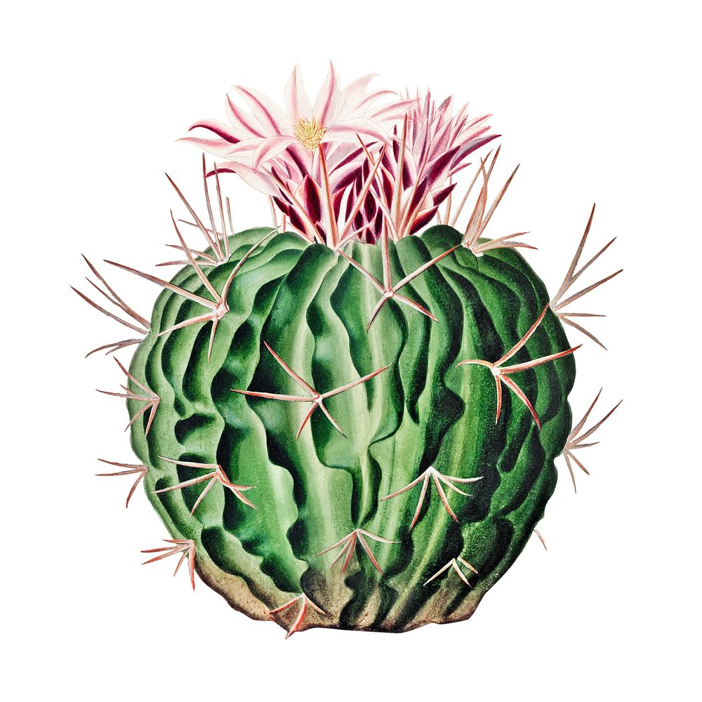Vintage Echinocactus pentacanthus cactus design element