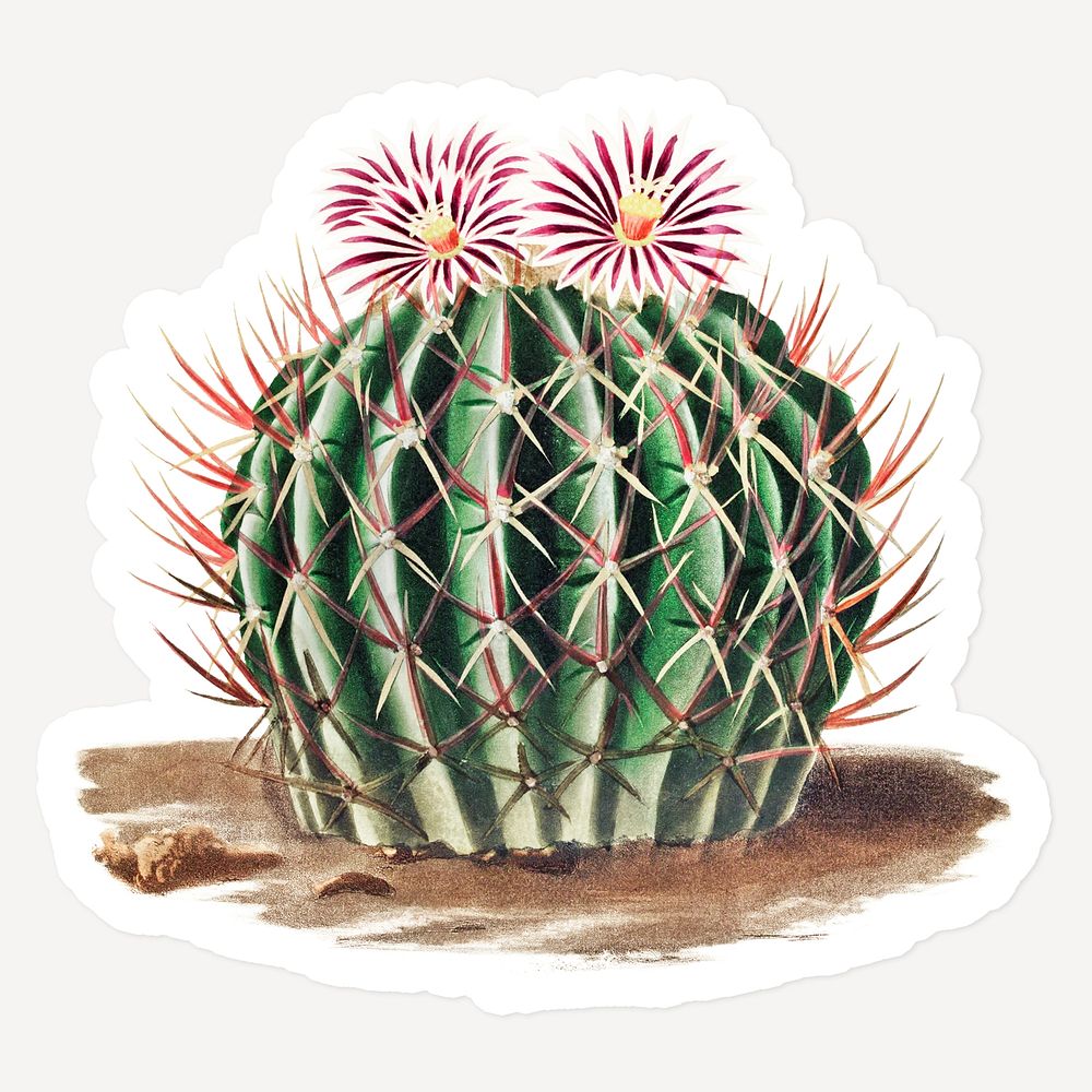 Vintage Echinocactus coptonogonus cactus sticker with white border