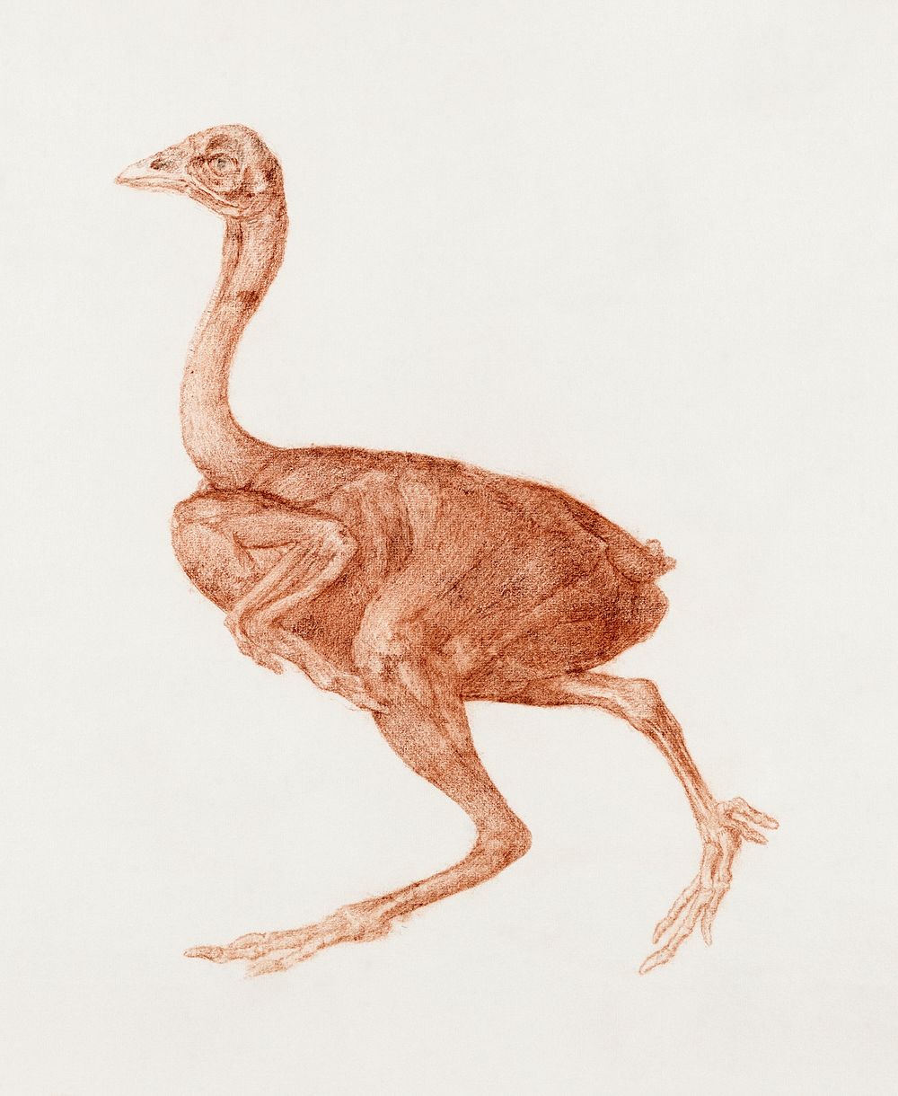 Dorking Hen, Lateral View (1795&ndash;1806) drawing in high resolution by George Stubbs. Original from The Yale University…