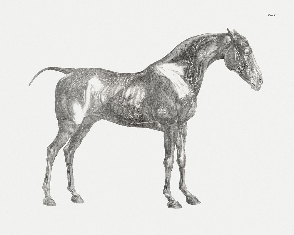 The anatomy of the horse (1853) print in high resolution by George Stubbs. Original from The Yale University Art Gallery.…