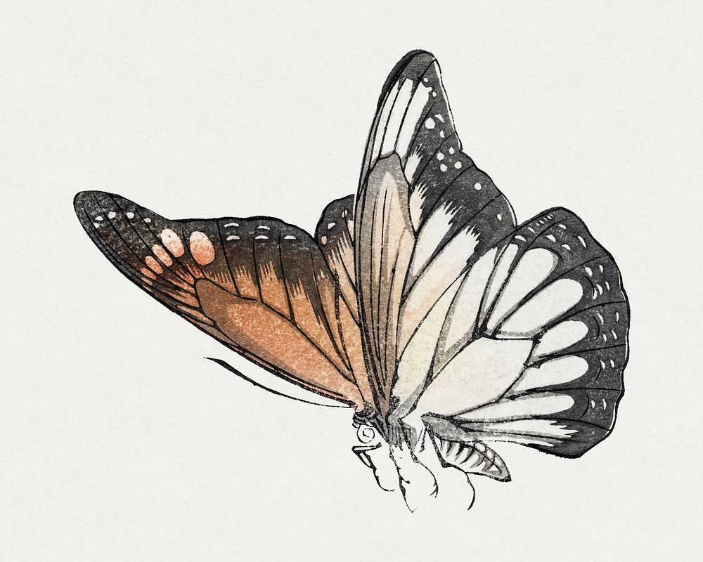 Monarch butterfly, vintage illustration, remix from the artwork of Morimoto Toko