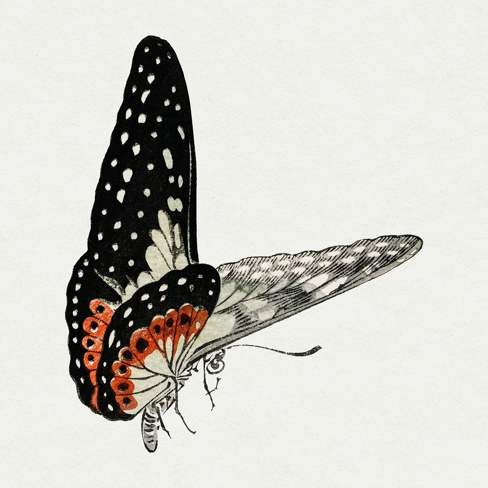Monarch butterfly , vintage illustration, remix from the artwork of Morimoto Toko