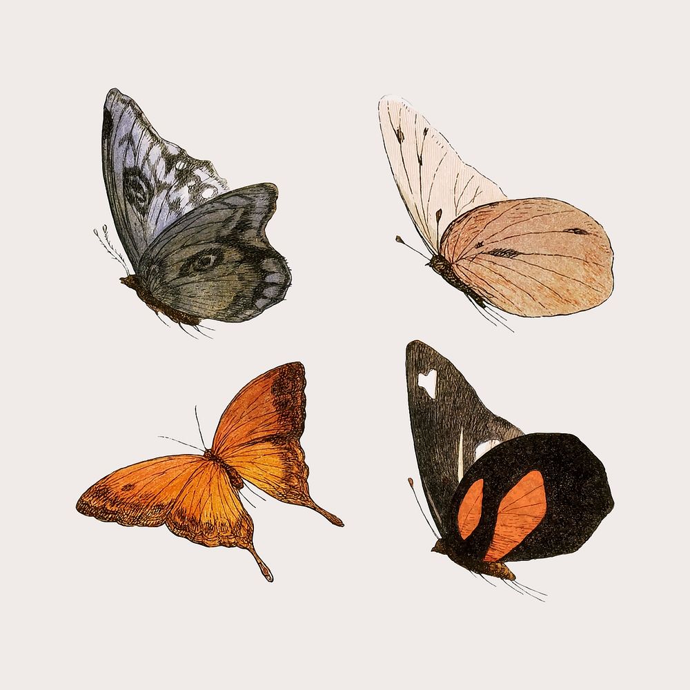 Vintage butterfly illustrations set vector