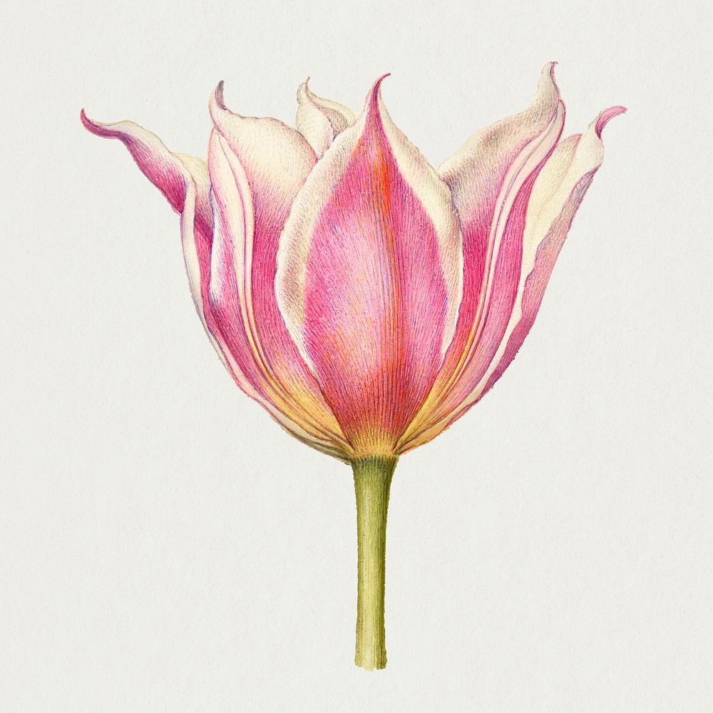 Pink tulip flower hand drawn illustration