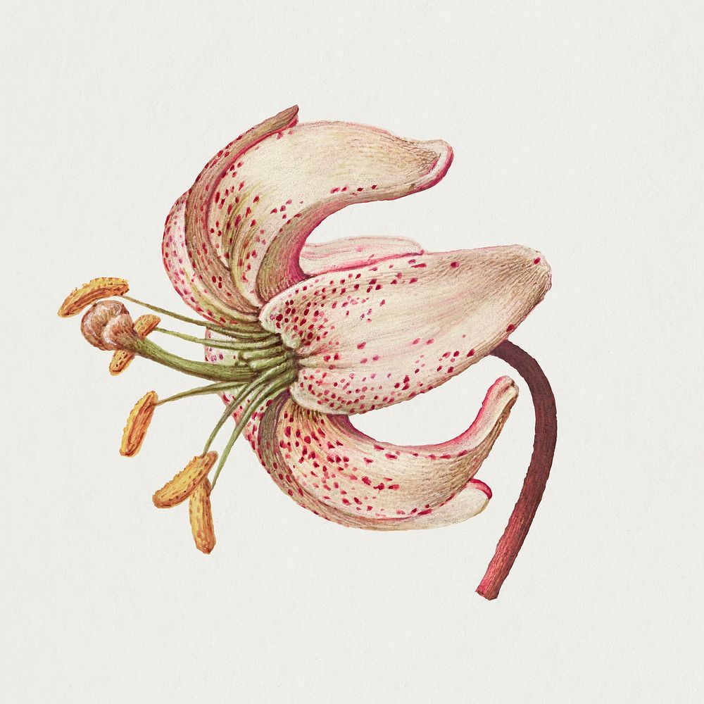 Martagon lily flower psd hand drawn