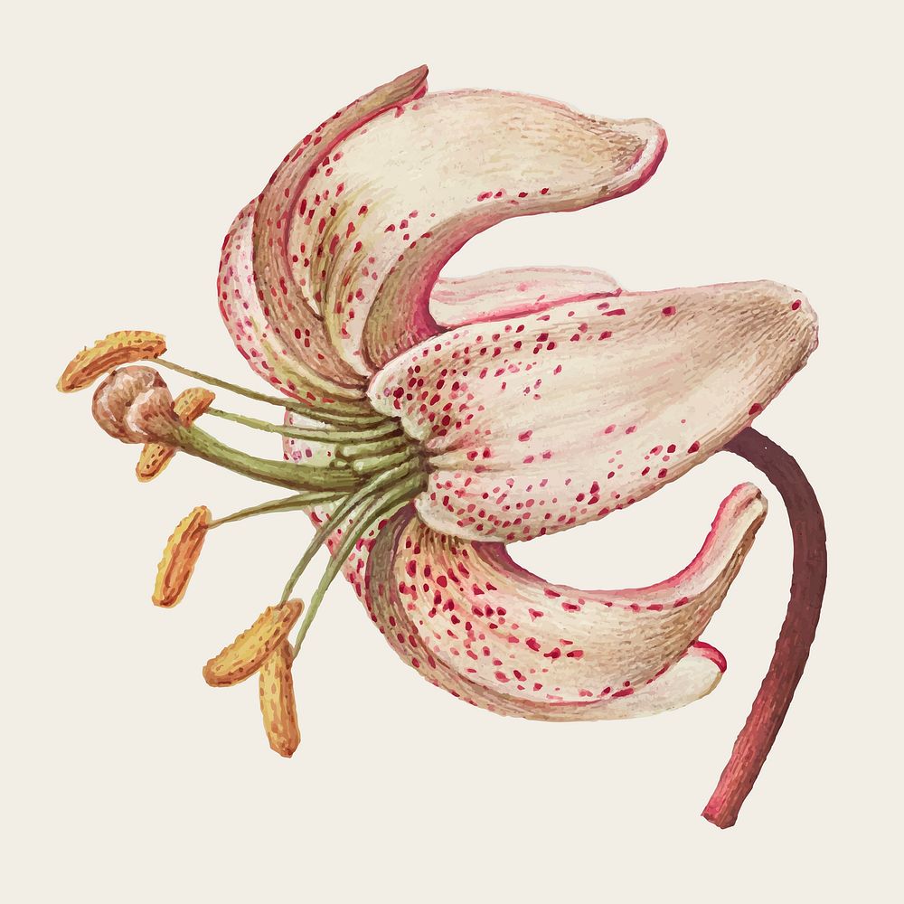 Vector martagon lily flower hand drawn