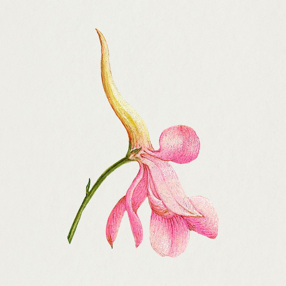 Pink larkspur flower hand drawn illustration