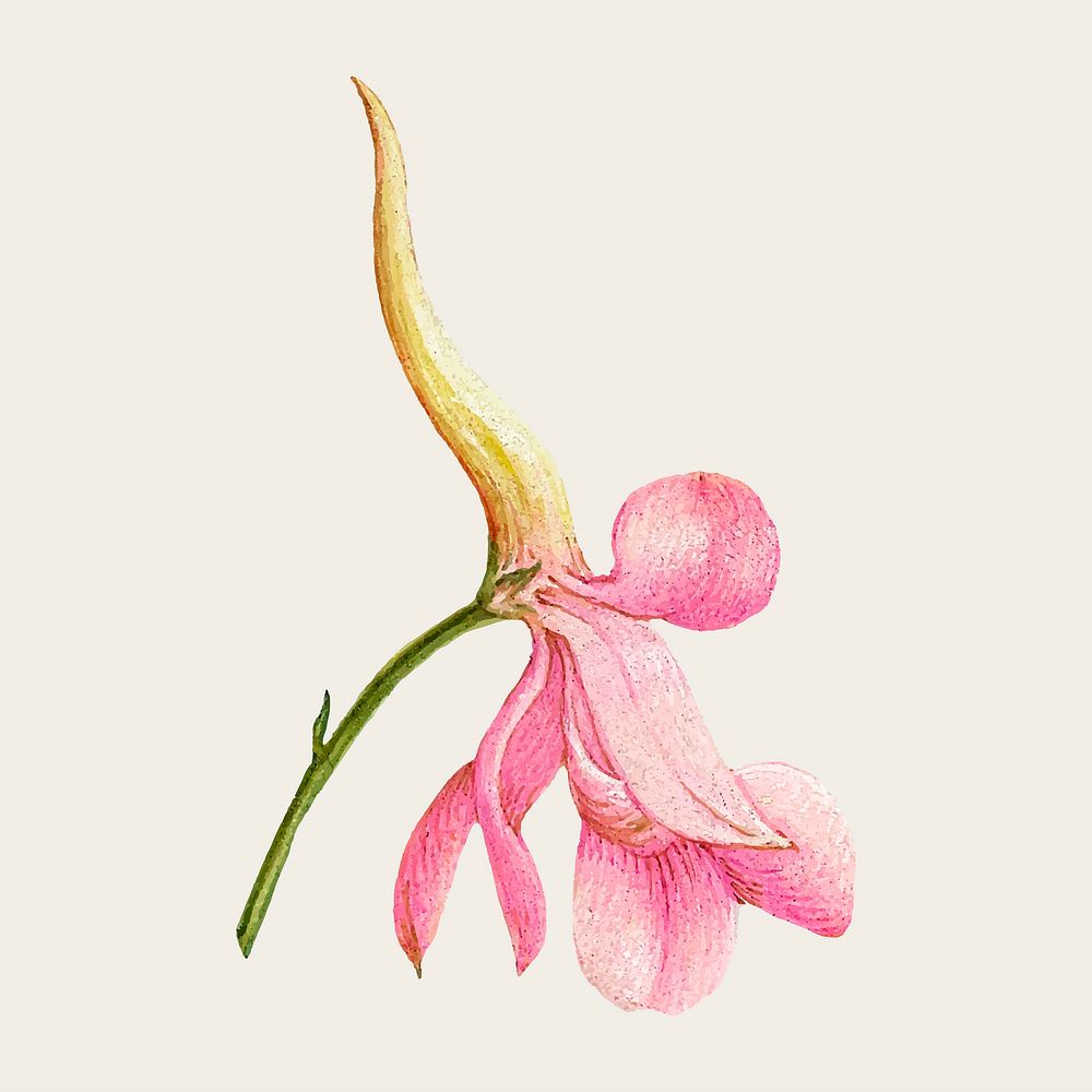 Pink larkspur flower vector hand drawn