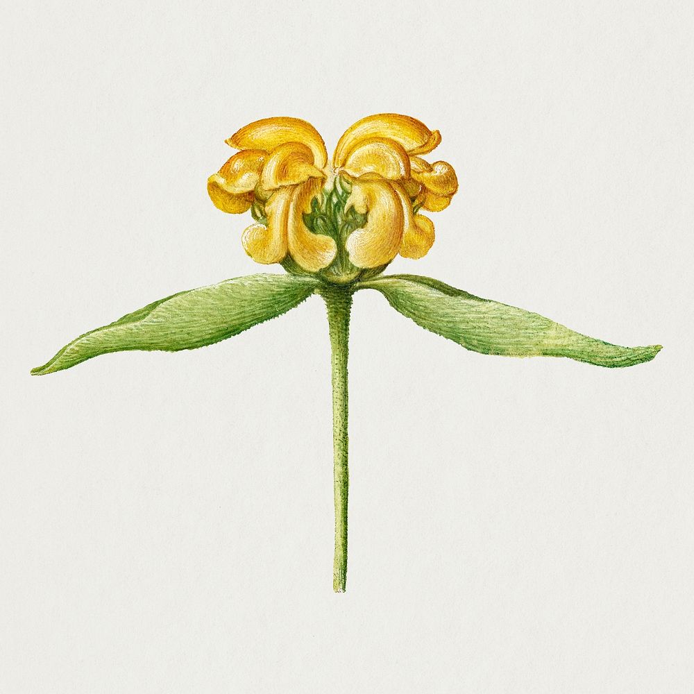 Yellow Jerusalem sage flower botanical illustration