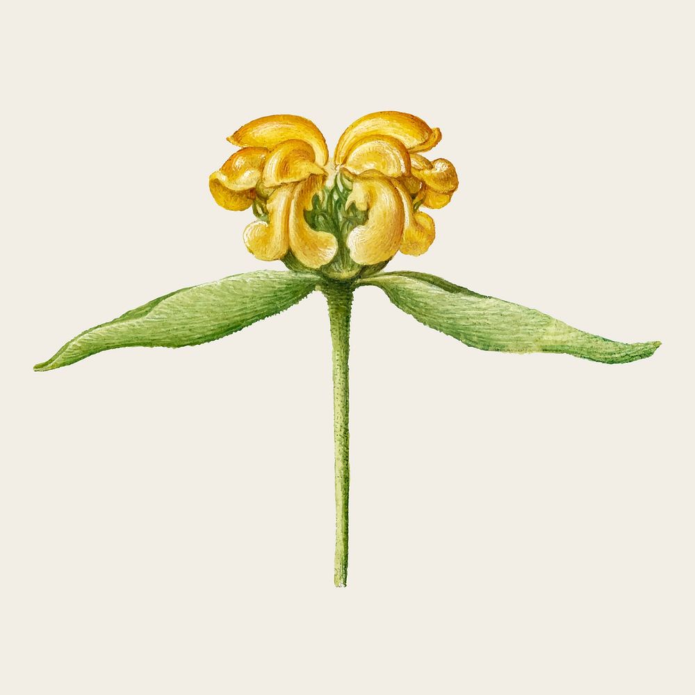 Yellow Jerusalem sage flower vector botanical illustration