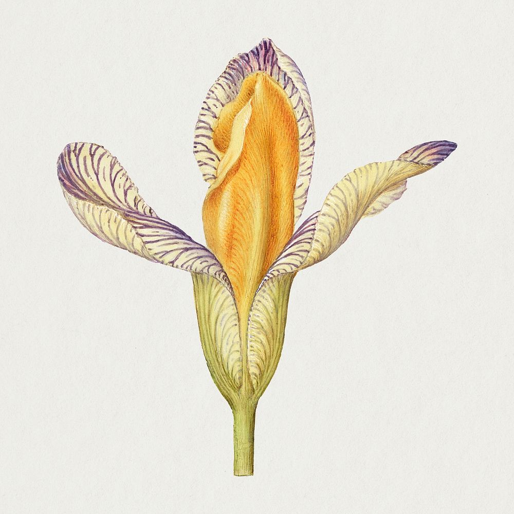 Yellow iris flower illustration hand drawn